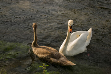 White and grey swan in the river