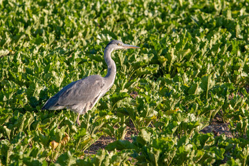 Grey Heron standing in a field of sugar beet