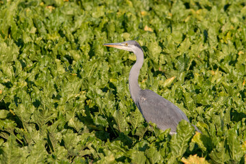 Grey Heron standing in a field of sugar beet