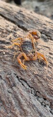 lizard on a tree