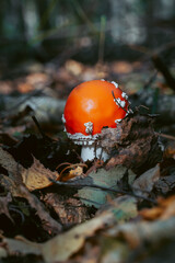 Fly agaric mushroom in autumn forest. Red fly agaric growing in moss. Poison fly agaric mushrooms in nature. Fall season background. Dry leaves. Copy space. Amanita Muscaria or toadstool in forest.