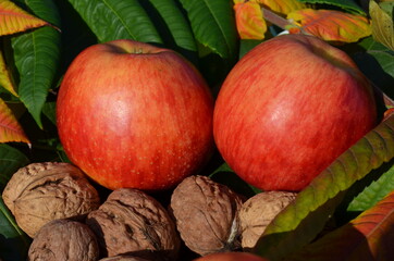 orzech włoski ,orzech Polski ,orzech  Włoski ,natura jesienią , na  obraz , na fototapetę , na naklejkę , obraz kolory jesieni , Polska jesień , kolorowa Polska jesień , wzór na płytki , Jabłko Polski