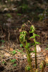 fern leaf in the forest