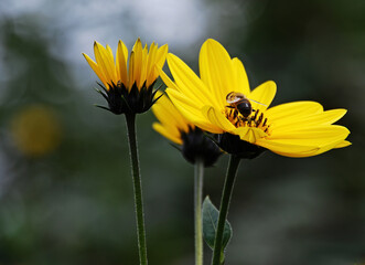 Bee collecting nectar on a yellow flower.  