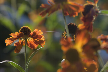 yellow flowers aster helenium in the autumn garden
