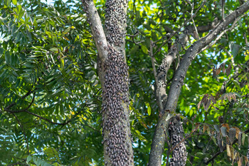 Spotted Lantern Flies on Trees