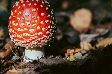 Fly agaric mushroom in autumn forest. Red fly agaric growing in moss. Poison fly agaric mushrooms in nature. Fall season background. Dry leaves. Copy space. Amanita Muscaria or toadstool in forest.