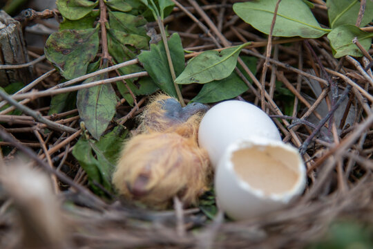 11 Best Bird Chicks Spring Images Stock Photos Vectors Adobe Stock 11 Best Bird Chicks Spring Images Stock Photos Vectors Adobe Stock