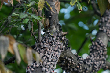 Spotted Lantern Flies on Trees
