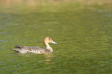 Pintail duck female on the lake