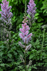 Obraz premium Field pink and lilac flowers Astilbe chinensis