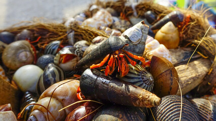 Group of hermit crabs, with various shell. in Indonesia called kumang or umang-umang                                                            