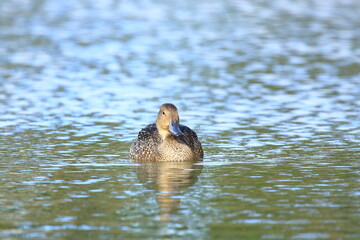 Pintail duck female on the lake