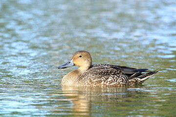 Pintail duck female on the lake