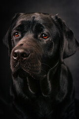 black labrador retriever sitting around black background
