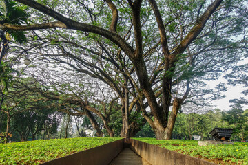 Big old tree on the park