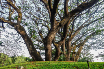 Big old tree on the park