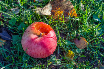 
bird-eaten red apple on the grass