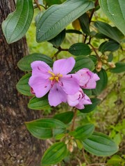 purple flower at an altitude of 1,700 meters above the sea