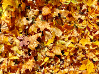 Yellow and orange autumn fallen leaves.  Blurred colorful image of leaves for autumn background.  Top view, copy space for text.  Wallpaper.