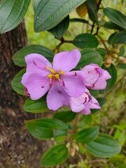 Tibouchina. Purple flower with green leaf background and tree trunk