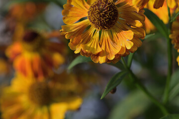yellow flowers aster helenium in the autumn garden