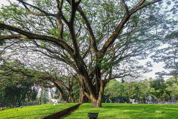 Big old tree on the park