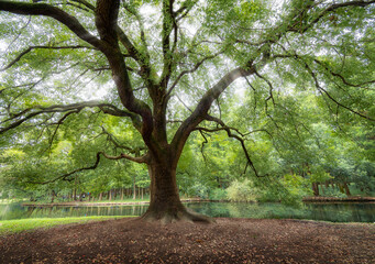 huge trees in the forest