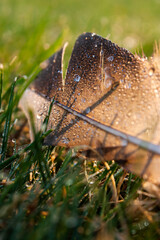 Close-up horizontal picture of a laying on the wet fresh grass duck feather covered with small drops of morning dew in on of autumn mornings