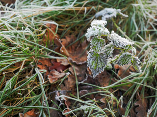 Frost on green grass a field, Abstract winter background. Cold season concept. Selective focus.