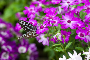 Butterfly is sucking flower nectar.
The name of the butterfly is Ceylon blue glassy tiger.
Scientific name is Ideopsis similis.