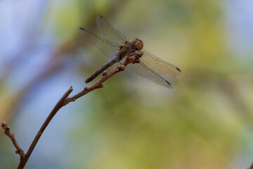 une Libellule 