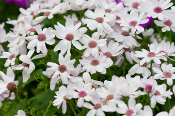 The name of these flowers is Cineraria. Scientific name is Pericallis &times; hybridus .
