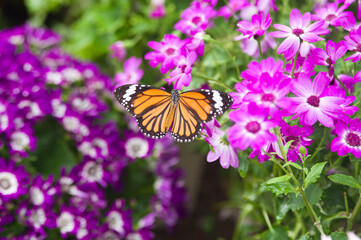 Butterfly is sucking flower nectar.
The name of this butterfly is Common tiger.
Scientific name is Salatura genutia.

