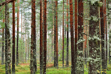 Pine forest, Russia