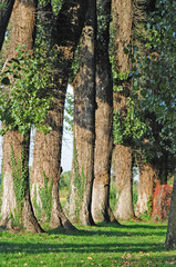 Vecchi pioppi nel Parco Agricolo Sud Milano - Basiglio