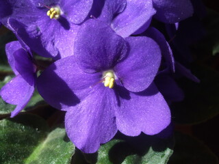 Violet flowers pansies as floral background. Botanical macrophotography for illustration of viola.