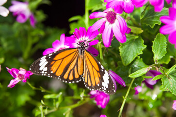 Butterfly is sucking flower nectar.
The butterfly is sucking the nectar from the flower.
The name of this butterfly is Common tiger.
