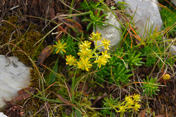 Obraz premium Milder Mauerpfeffer zwischen Felsen 