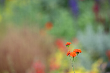 オレンジ色の花