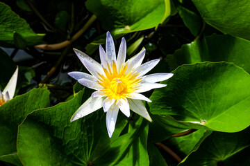 Flor de L&oacute;tus