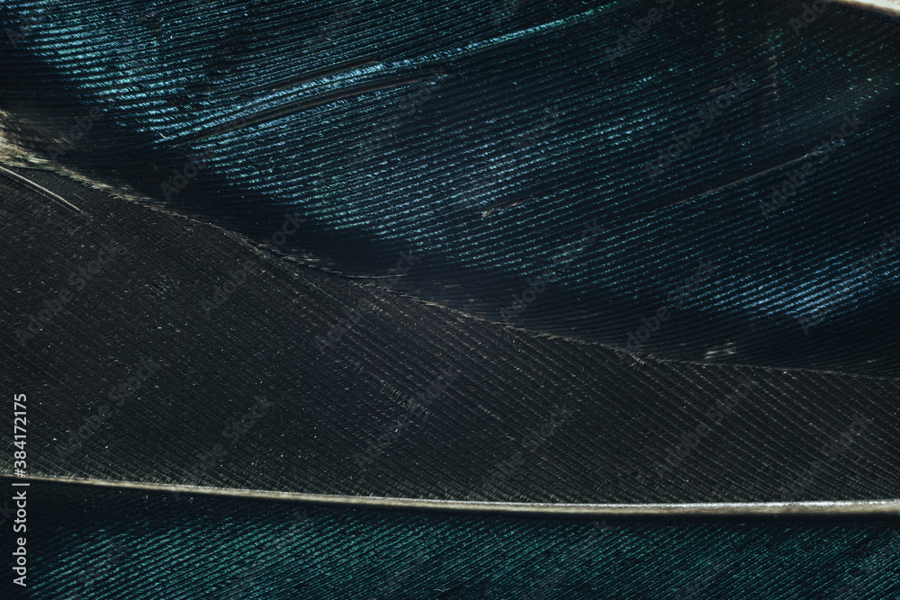 Poster Close up Beautiful Colored duck Bird feather pattern background for design texture. Macro photography view.