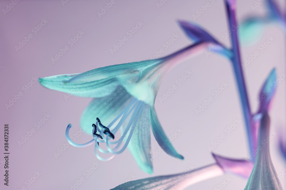 Aufkleber abstract flowers color pink light. beautiful plant minimal in neon light. minimalism retro style con
