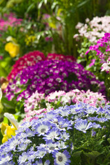 The name of these flowers is Cineraria. Scientific name is Pericallis × hybridus .