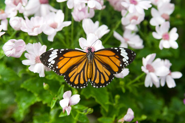 Fototapeta na wymiar Butterfly is sucking flower nectar. The butterfly is sucking the nectar from the flower. The name of this butterfly is Common tiger. 