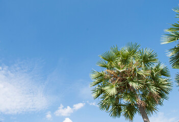 Palm trees in summer sky