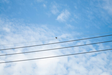 Birds perched on a string in the sky