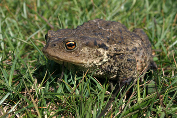 frog in the grass