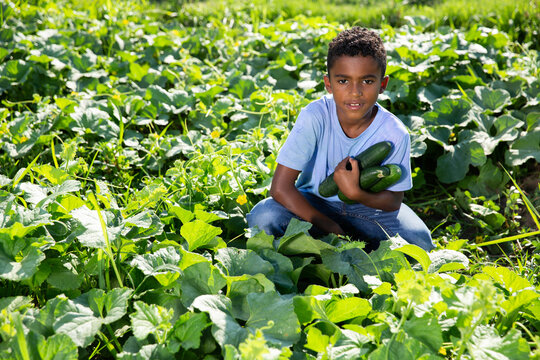 Teen boy harvesting cucumbers on the field. High quality photo