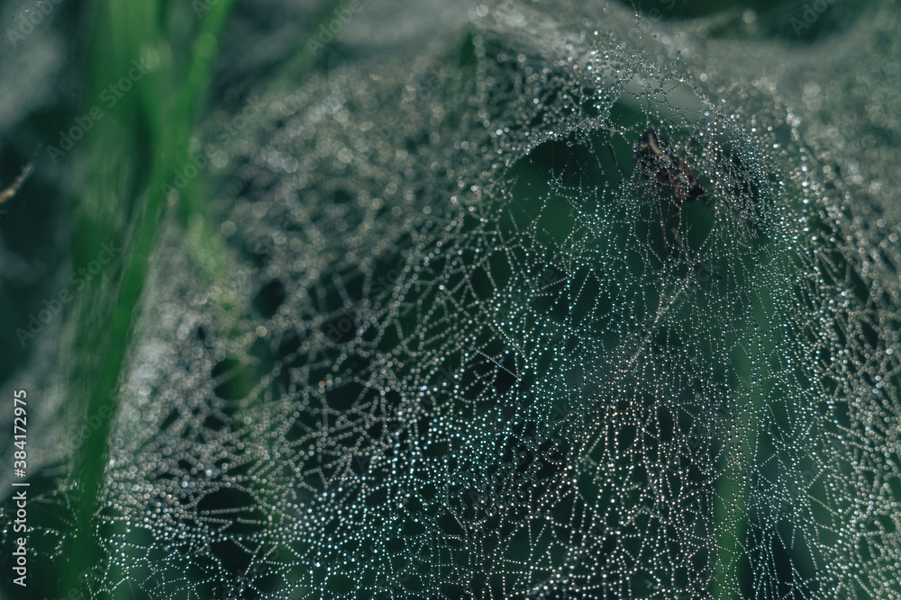 Aufkleber cobweb or spider's web against a natural background, dew drops on a spider .